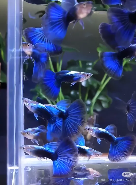冰蓝孔雀鱼精品小型热带观赏鱼好养耐活适合新手