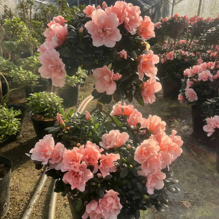 双层粉色带造型杜鹃花盆栽带花苞室内外好养易活花卉盆栽花卉