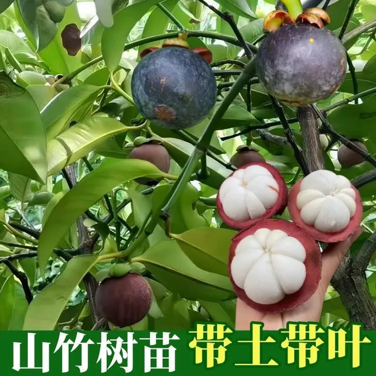 泰国无籽山竹果树苗山竹树苗南方北方种植四季盆栽地栽当年结带叶