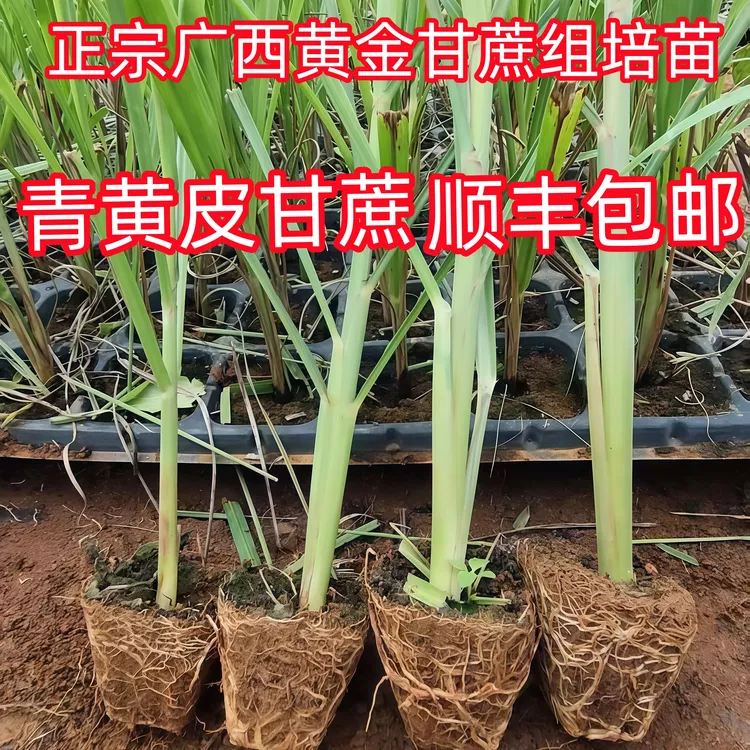 广西正宗黄金甘蔗苗薄皮组培苗绿皮甘蔗苗盆栽带土发货