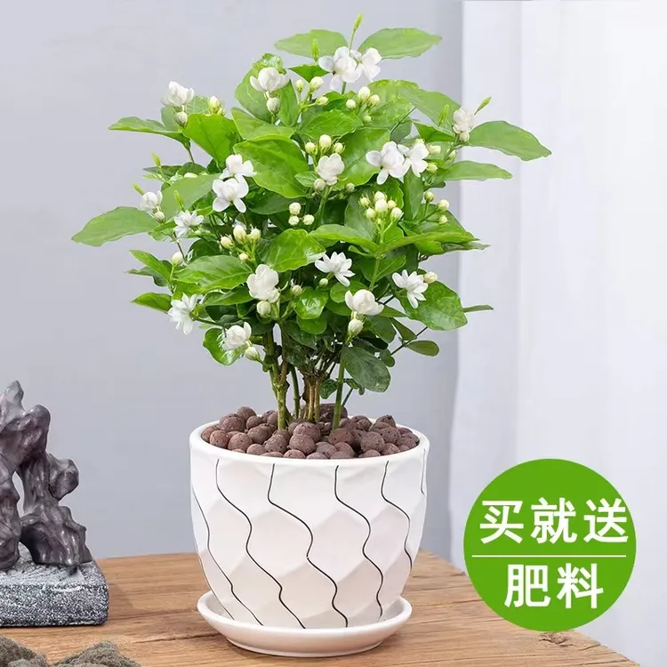 茉莉花盆栽开花浓香气四季常青好养室内阳台庭院观花卉家居绿植物