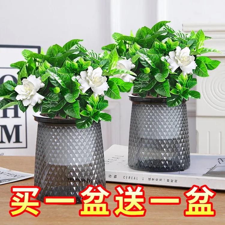 水培栀子花带花苞大花花卉绿植盆栽四季开花植物室内阳台净化空气