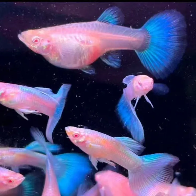 天空蓝观赏鱼种鱼孕母小型观赏鱼淡水鱼观赏鱼