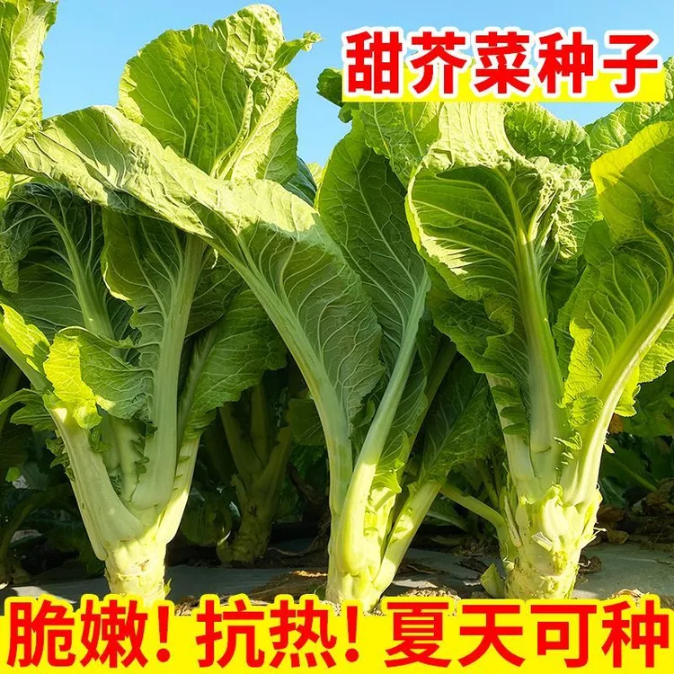 芥菜种子大叶甜芥菜种子四季播种芥菜籽蔬菜种子