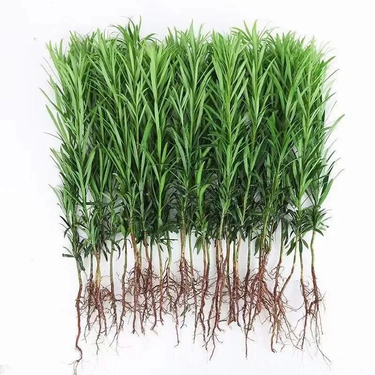 罗汉松树苗贵贵妃雀舌四季绿植庭院阳台盆景常青盆栽罗汉松苗木