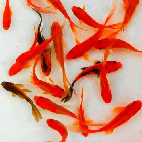 3 - 6厘米鲜活红草金鱼冷水观赏鱼好养耐活淡水小鱼