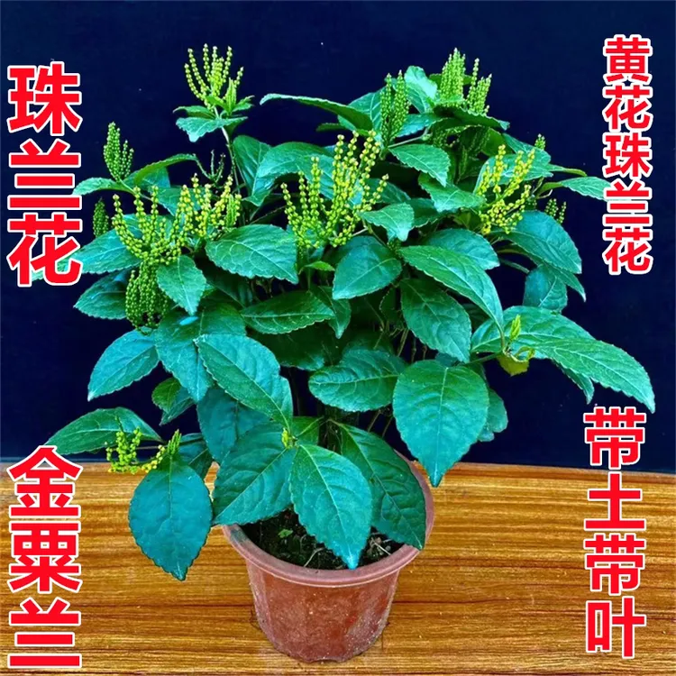 珠兰花黄珠兰阳台室内盆栽金粟兰珍珠兰鱼子兰鸡爪花四季常绿珠兰
