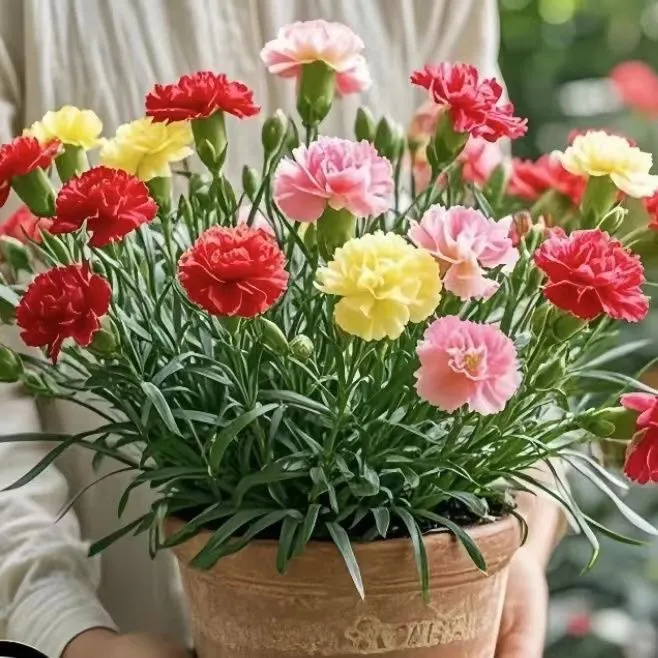 【带花苞】康乃馨盆栽花苞石竹花母亲节礼物鲜室内鲜花苗绿植花卉