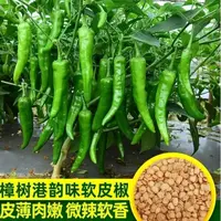 樟树港辣椒种子高产抗病耐热耐寒农家菜园基地阳台盆栽蔬菜种子籽
