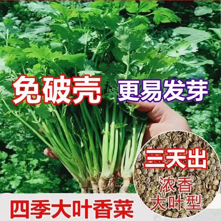 【3包】香菜种子菜籽菜种子大叶四季易种阳台室内盆栽种籽蔬菜种子