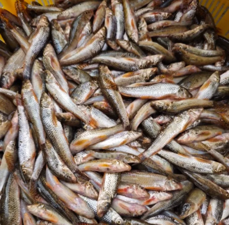 小杂鱼生态大湖棒花鱼新鲜溪石斑活鱼现杀油炸炖汤花骨鱼顺丰发货