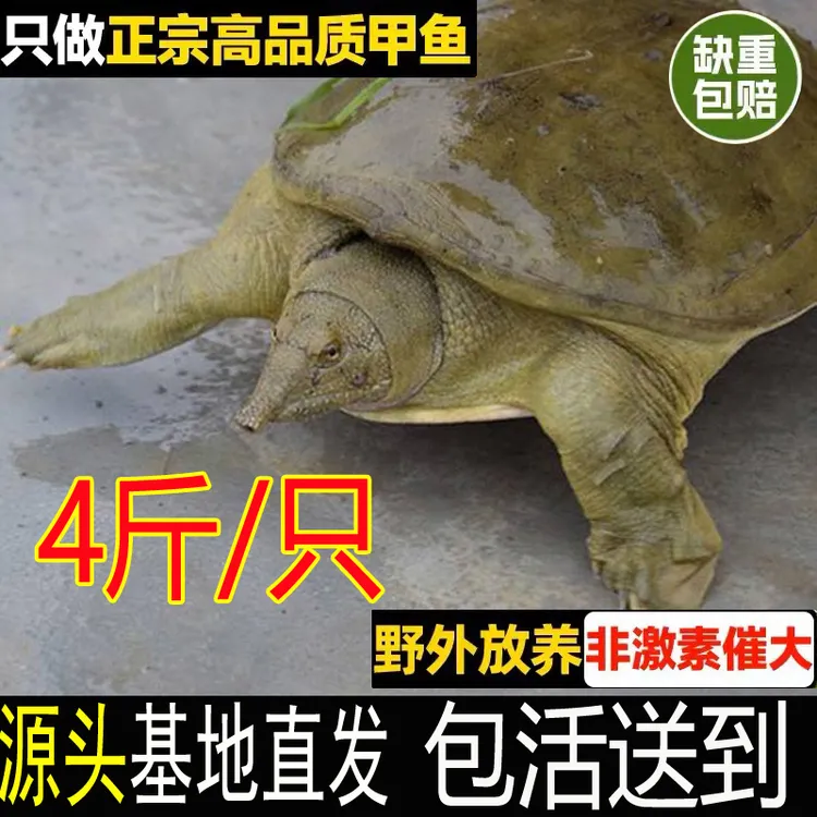 4斤1只  生态新鲜活大甲鱼王八水鱼团鱼老鳖批发食用生鲜滋补营养