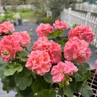 惠惠的花园直立天竺葵 凯特 勤花多季好养开阳台庭院花卉盆栽对版