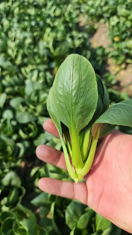 【顺丰包邮】苏北自家种植新鲜露天苏州青矮脚青绿杆子青菜软糯青菜