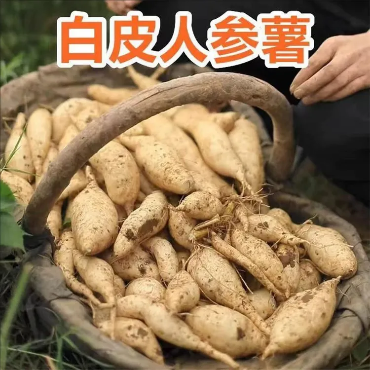 【9斤包邮】白皮牛奶人参薯新鲜现挖白心番薯板栗薯白薯地瓜红薯