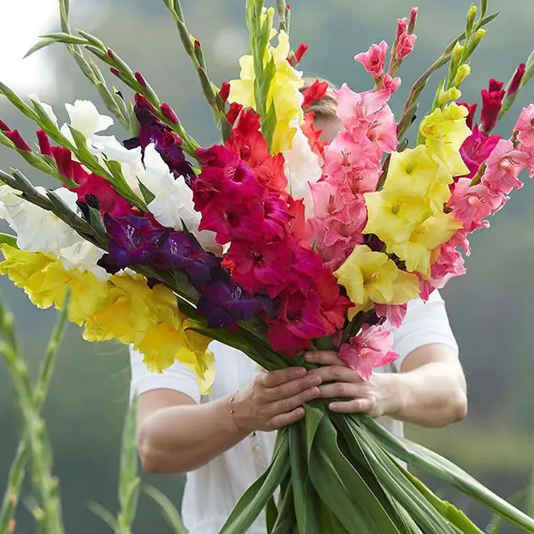 【新疆西藏包邮】剑兰种球多年生球根花卉盆栽种子四季开花庭院剑兰