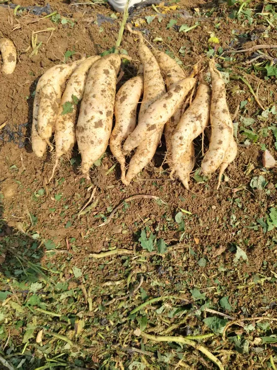 (坏了包赔）湖北新鲜白皮人参薯板栗薯现挖现发辅食地瓜红薯3/5斤