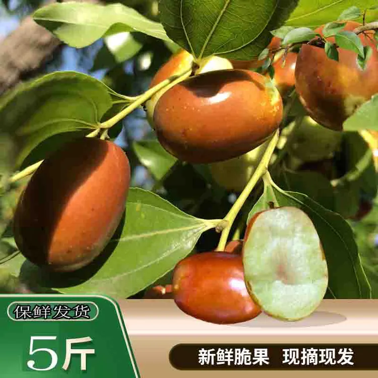 5斤朝阳特产大枣现摘现发孙家湾大枣应季水果鲜枣酸甜脆平顶枣