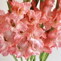 明年开花/剑兰种球5颗《弗拉融合周长8–10cm》