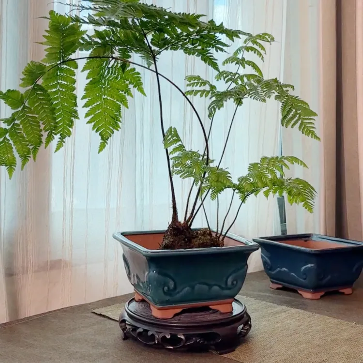 苔藓球花盆蕨类植物苔藓球蕨红鳞蕨花盆观音竹苔藓球花盆水培盆