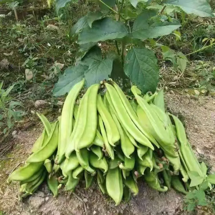新鲜刀豆现摘大刀豆鲜嫩江西农家自种时令蔬菜刀豆剁椒原料刀把豆