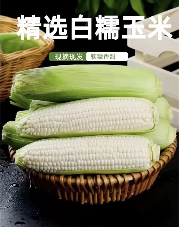 新鲜采摘白粘糯玉米香甜低脂代餐粗粮颗粒饱满玉米棒带皮苞谷