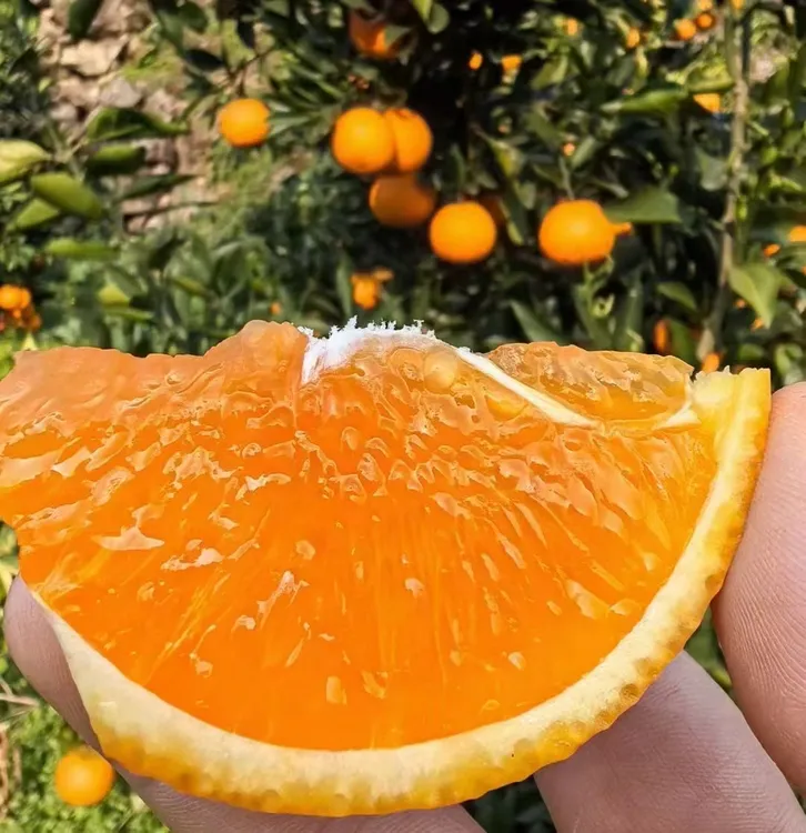 九月红果冻橙，画皮果3/9斤新鲜水果当季现摘橙子