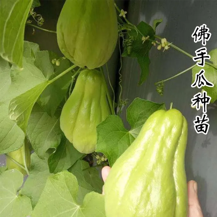 基地直发优质佛手瓜苗可观赏食用阳台庭院种植简单易坐果