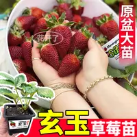 超大果玄玉草莓秧苗大果红颜天使ae真红美玲白黑红果原土根系发达