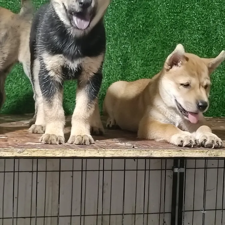 广西田园犬虎斑狗花舌头