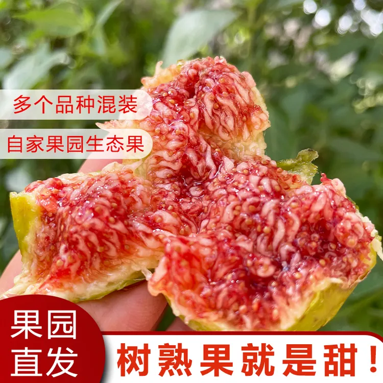 云南青皮芭劳奈斯特拉无花果新鲜水果应季树上熟现摘现发软糯香甜