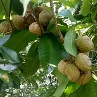 广西靖西野生石头果