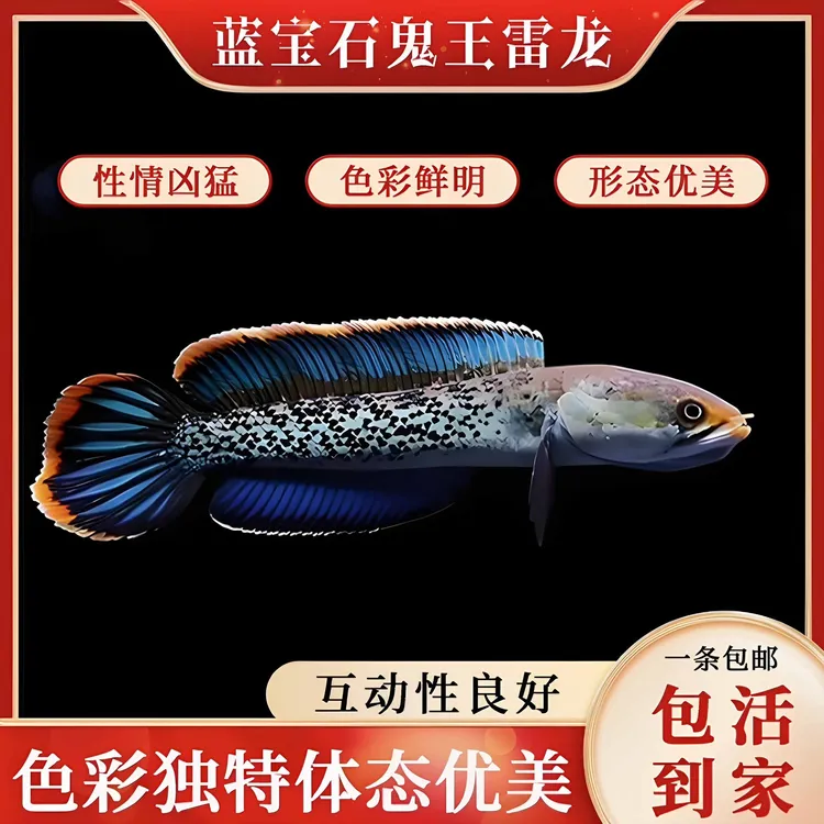 七七水族雷龙专拍链接【直播链接】【直接拍发卡片】