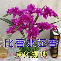 耐寒重瓣晚香玉盆栽花卉浓香型庭院室内外耐寒耐旱植物四季开花