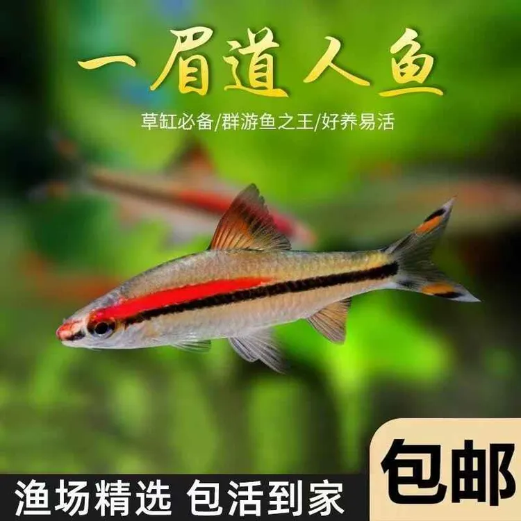 一眉道人鱼红眉热带草缸群游观赏鱼好养易活灯科中小型鱼淡水活体