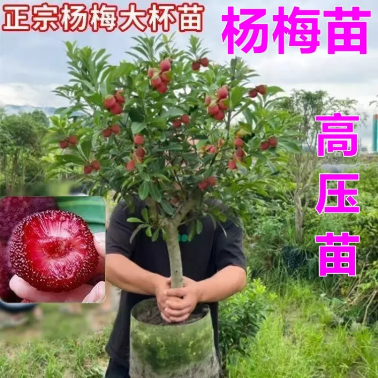 东魁杨梅树苗高压苗南北方盆栽地栽当年结果矮化高压杨梅苗结果快