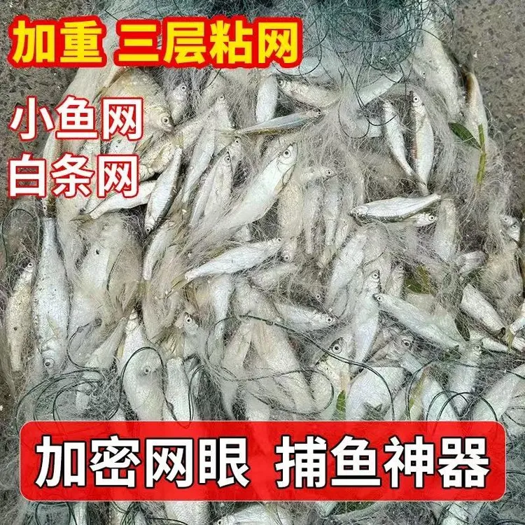 三层沉网浮网100米白条渔网长白条网马口麦穗优质加密小鱼网粘网