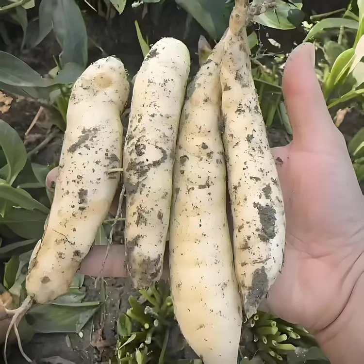 深山农户自种当季新鲜现挖竹薯冬粉薯竹根薯粉糯煲汤炒菜超绝沙姜
