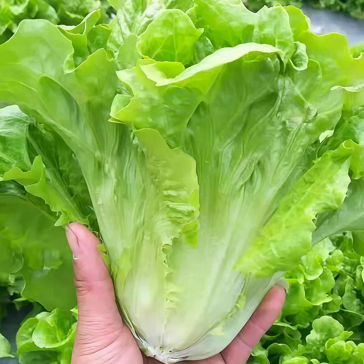 新鲜意大利生菜绿叶菜烤肉涮火锅河南当季罗莎绿生菜低脂蔬菜现挖