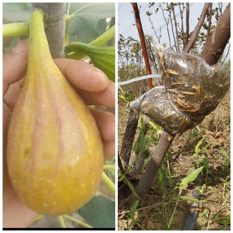 盱眙千恒无花果软糯香甜现剪现发2棵包邮