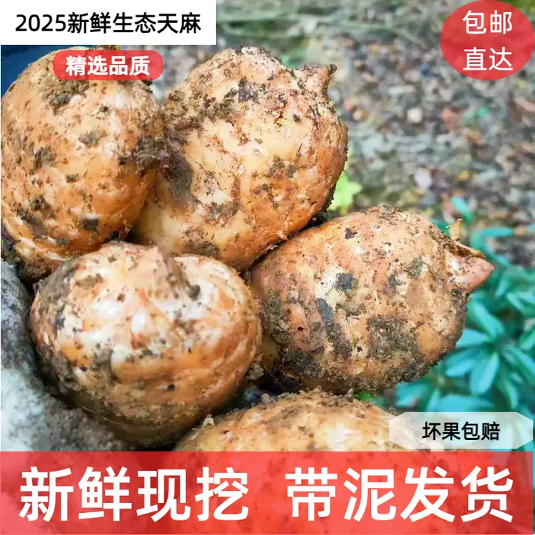贵州大方新鲜天麻个大饱满匀称新鲜发货包邮