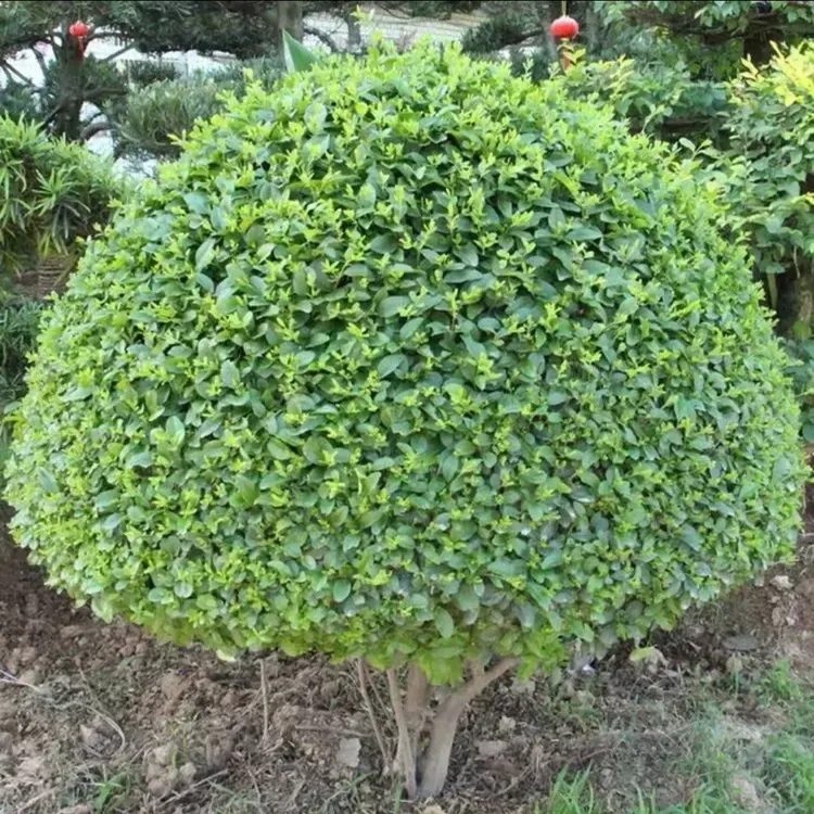 高档水蜡球庭院别墅绿化常绿植物耐寒耐旱盆栽地栽工程万年青苗