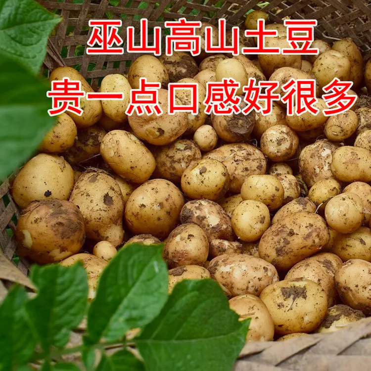 正宗重庆巫山黄皮土豆5斤洋芋马铃薯大果大个粉糯香面新鲜应季