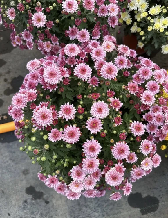 【草莓甜心】2加仑千头菊耐热耐晒 适合庭院种植易养护