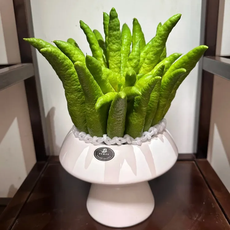 带枝水培佛手柑清供观赏水培把玩插花佛手果新鲜现摘现发香橼佛手