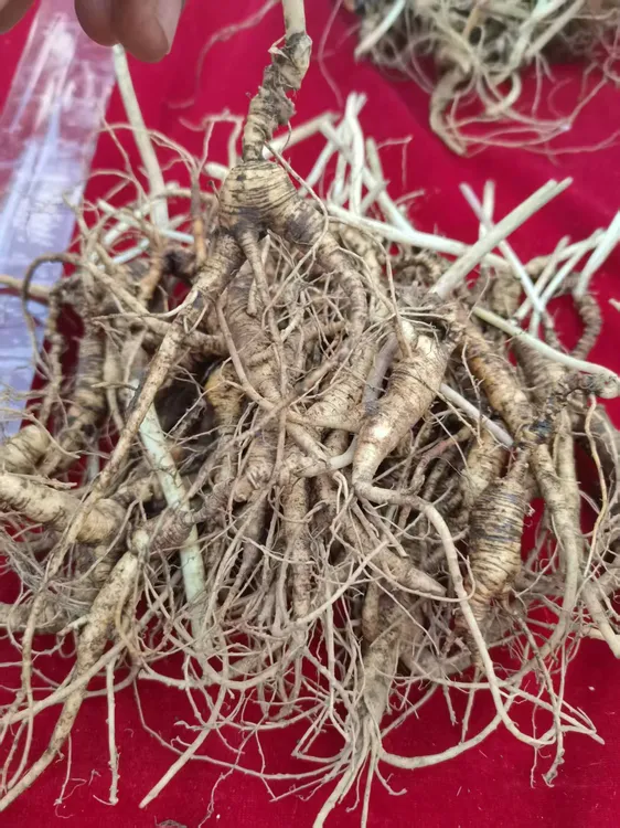 长白山新鲜林下参可用于泡酒煲汤的人参东北优质
