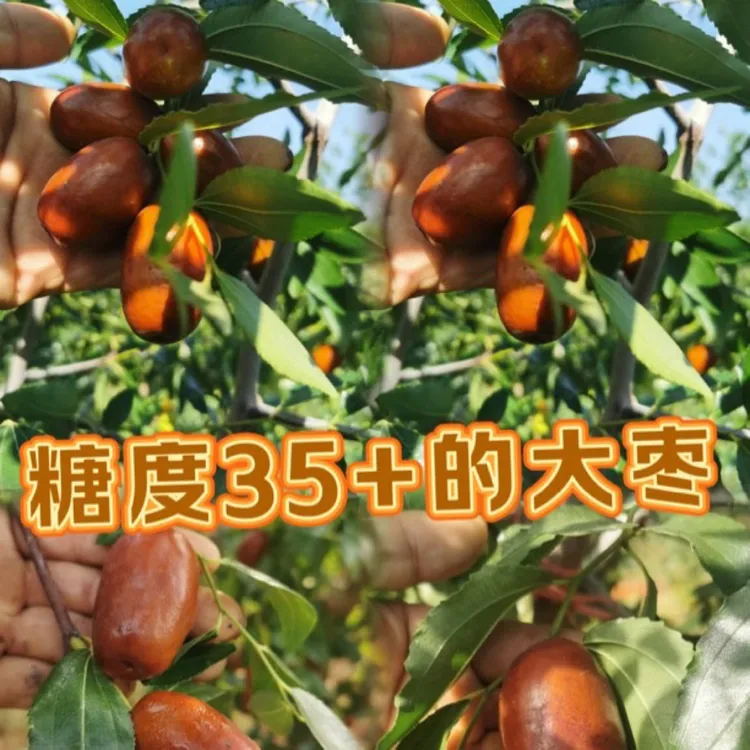 芽变特甜大枣裸根苗、1公分以上、70公分截杆（光杆发货）
