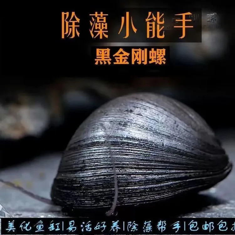 鱼缸净化清洁除藻进口黑金刚汽水螺螺好养易活水族可爱宠物