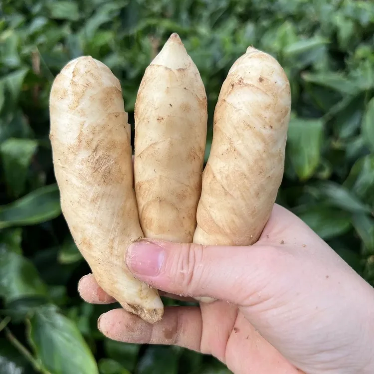 农家新鲜竹薯现挖无渣竹芋冬粉薯当季薯凉粉薯根茎薯煲汤现货