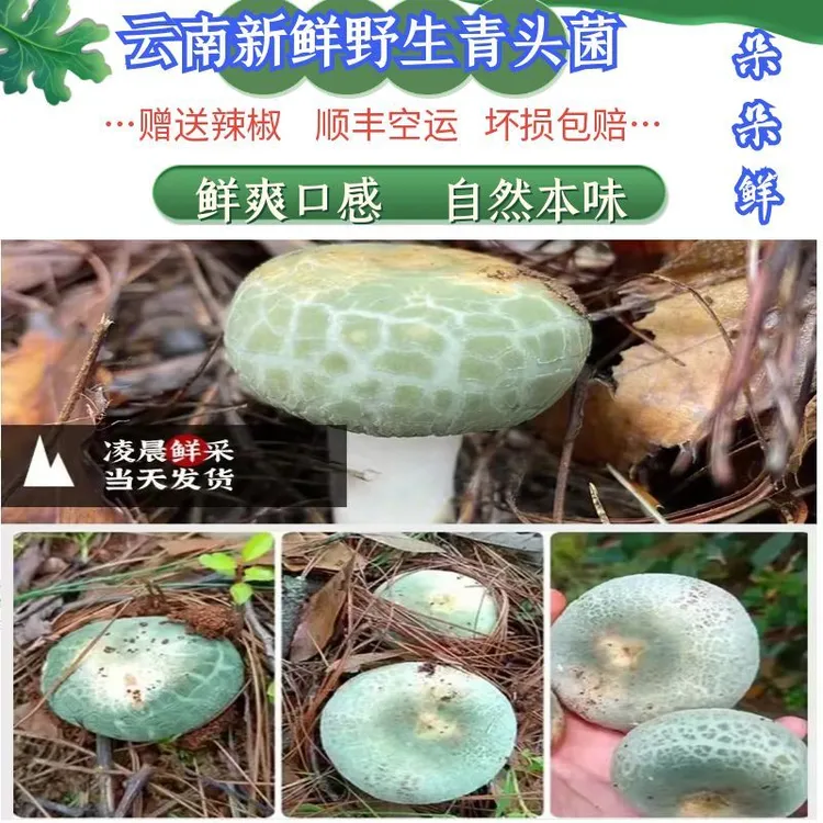 云南新鲜野生精品小骨朵青头菌